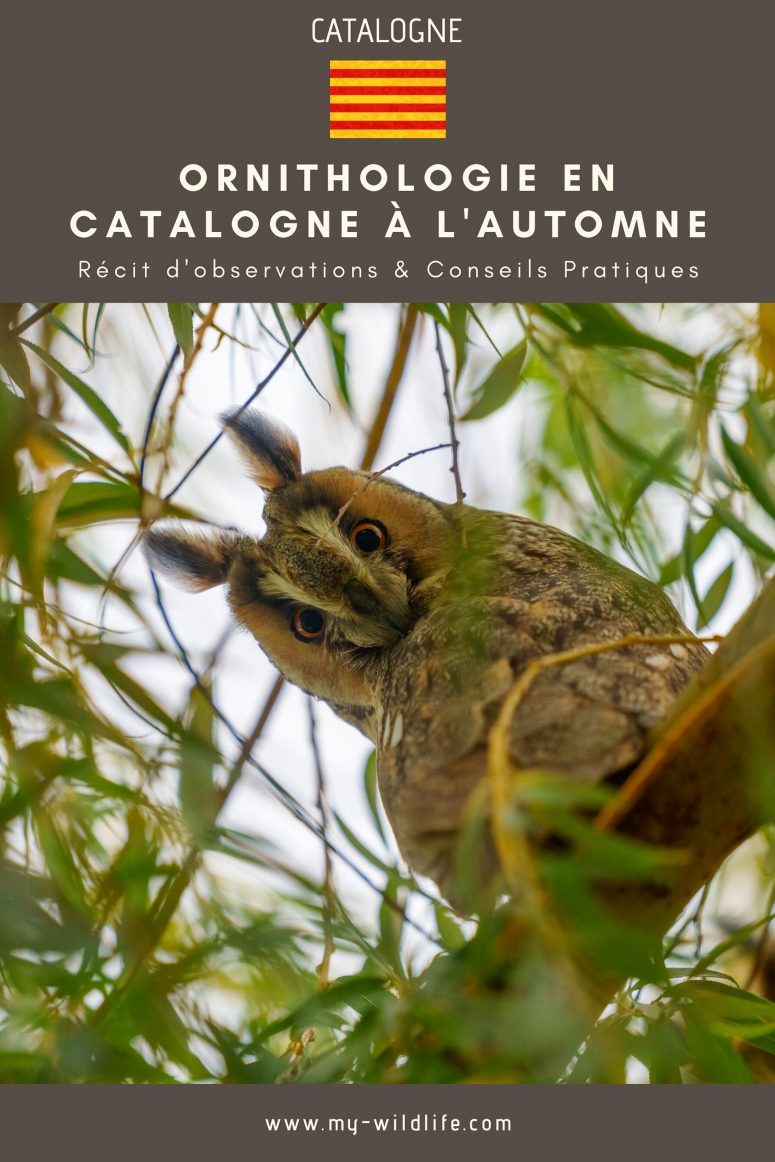 Voyage ornithologique en Catalogne à l'automne