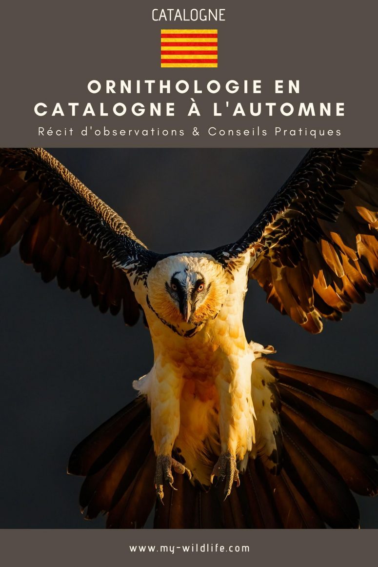 Voyage ornithologique en Catalogne à l'automne