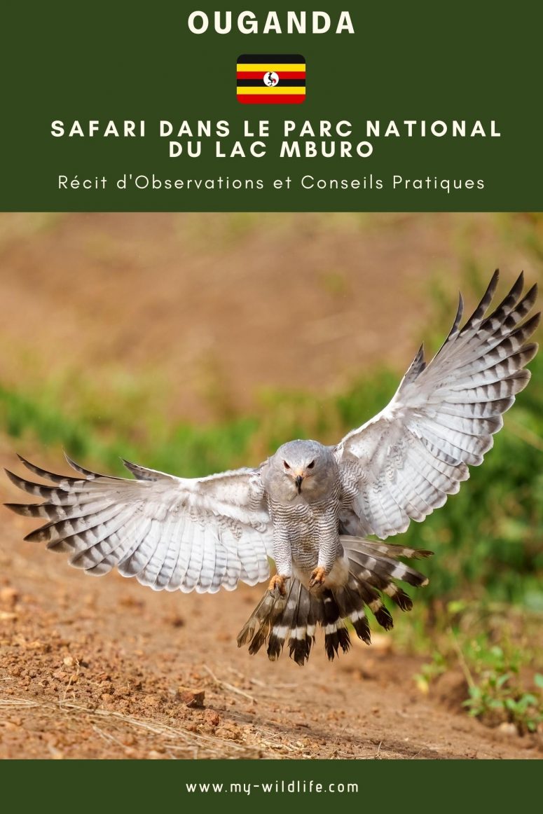 ari dans le parc national du lac Mburo