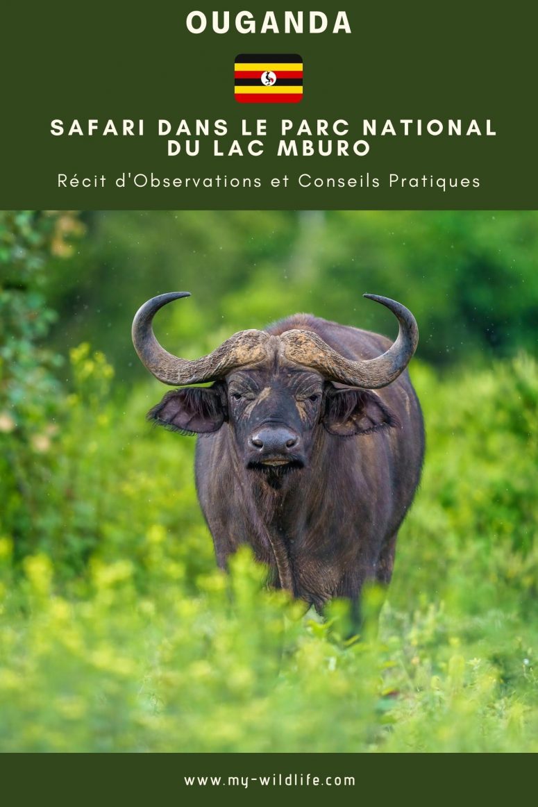 ari dans le parc national du lac Mburo