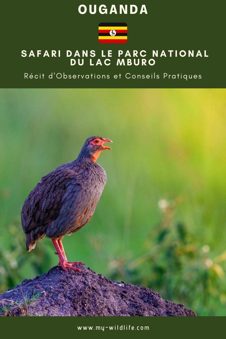 Safari dans le parc national du lac Mburo