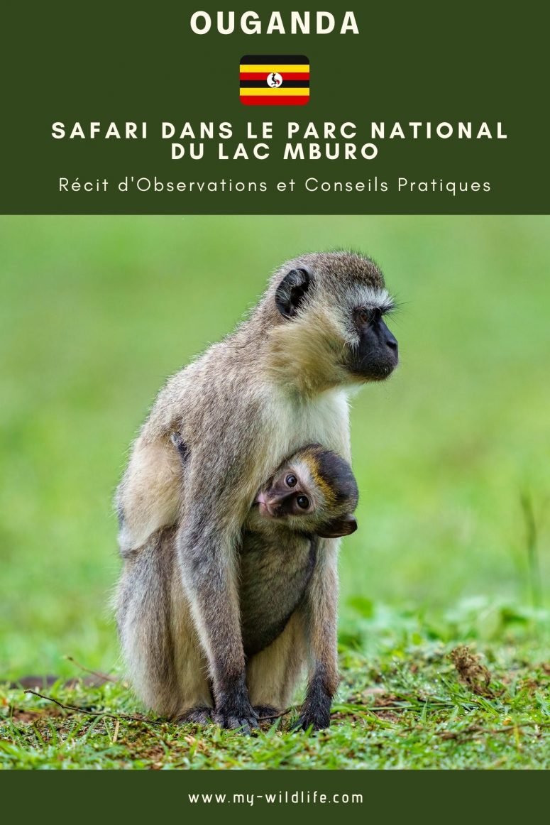 ari dans le parc national du lac Mburo