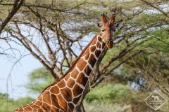 Girafe réticulée, réserve nationale de Shaba