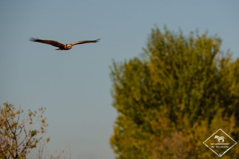 Busard des roseaux, Catalogne