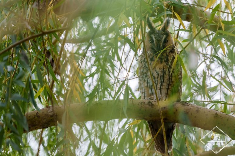 Hibou moyen-duc, Catalogne