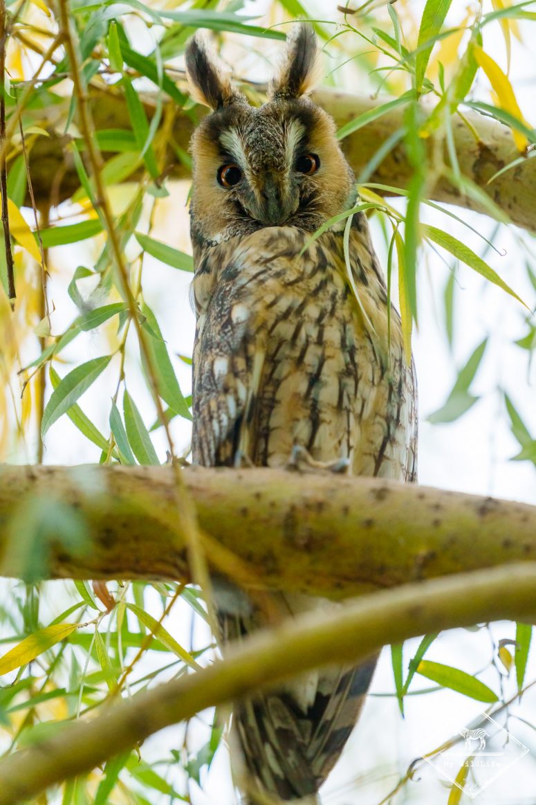 Hibou moyen-duc, Catalogne
