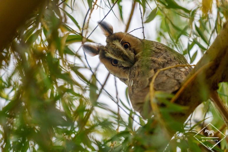 Hibou moyen-duc, Catalogne