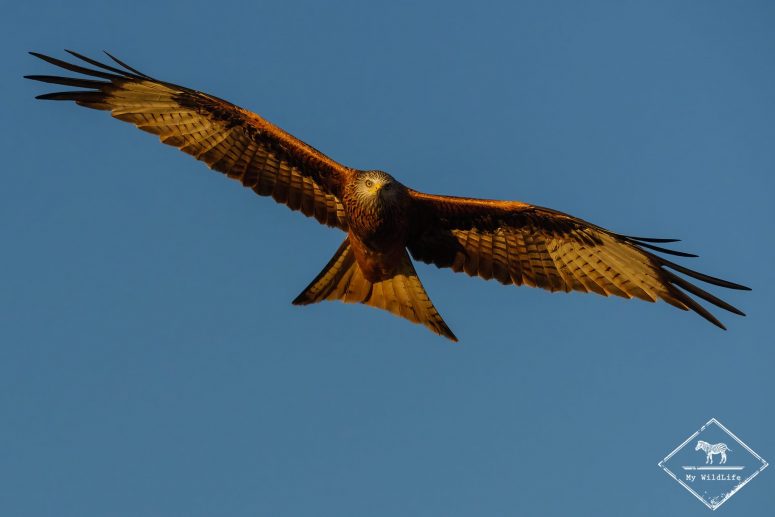 Milan royal, Catalogne