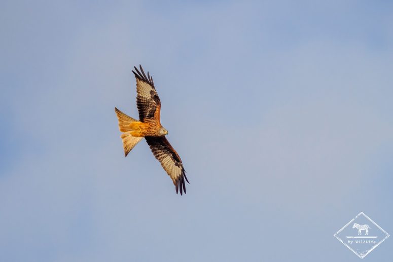 Milan royal, Catalogne