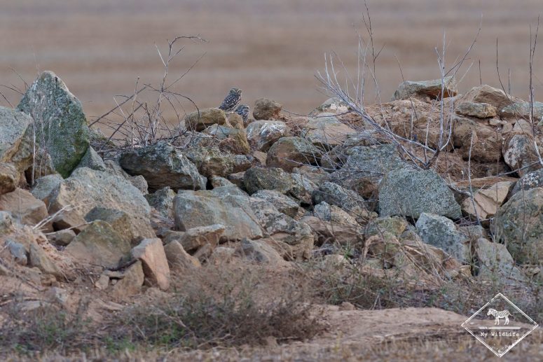 Couple de chevêche d'Athena, Catalogne