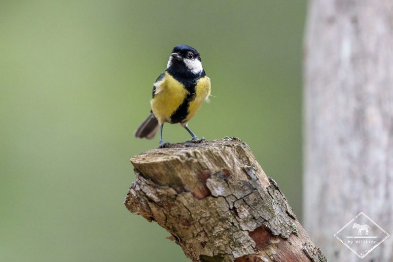 Mésange charbonnière, Vallbona de Los Monges