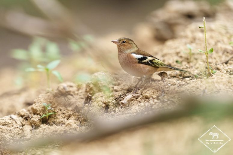 Pinson des arbres, Vallbona de Los Monges