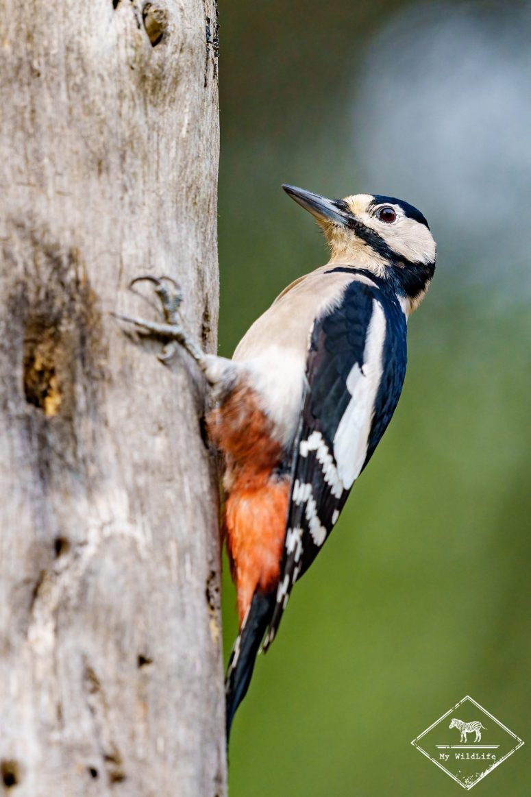 Pic épeiche, Vallbona de Los Monges