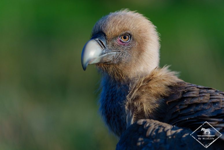 Vautour fauve, Catalogne