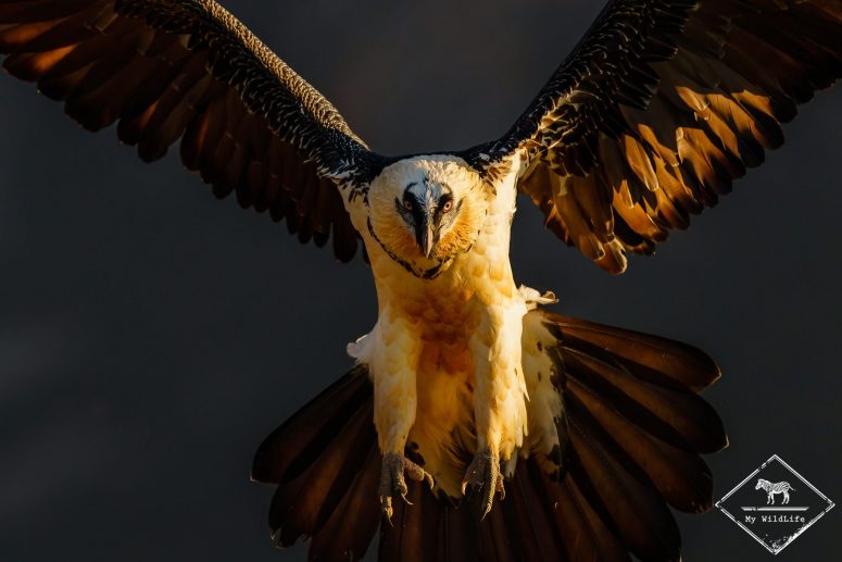 Gypaète barbu, Catalogne