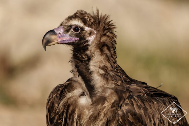 Vautour moine, Catalogne