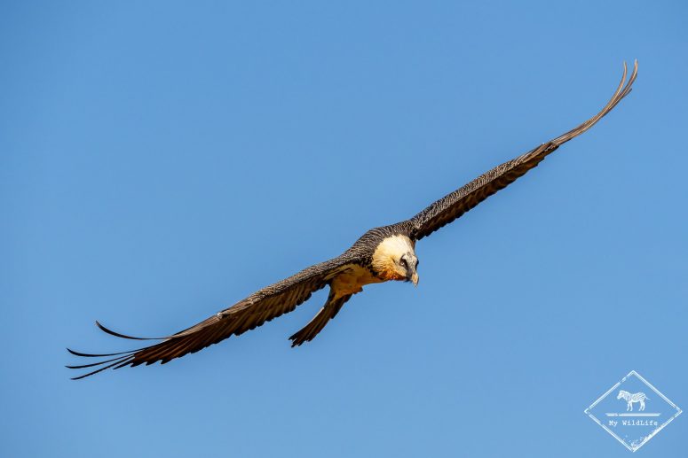 Gypaète barbu, Catalogne