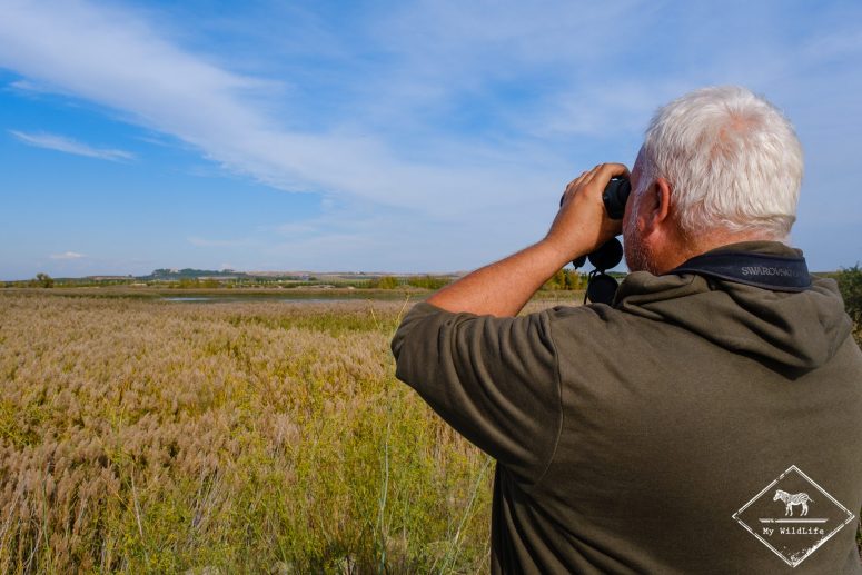 Observation d'une roselière aux jumelles, Catalogne