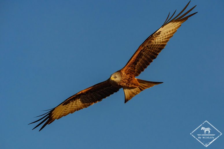 Milan royal, Catalogne