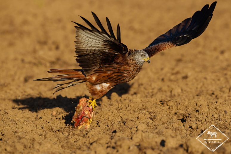 Milan royal, Catalogne