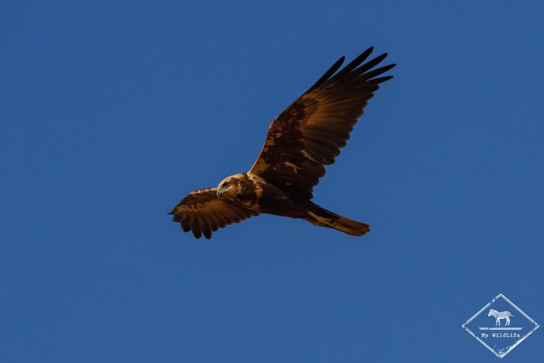 Busard des roseaux, Catalogne