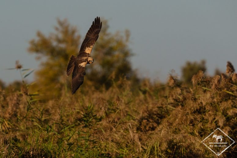 Busard des roseaux, Catalogne