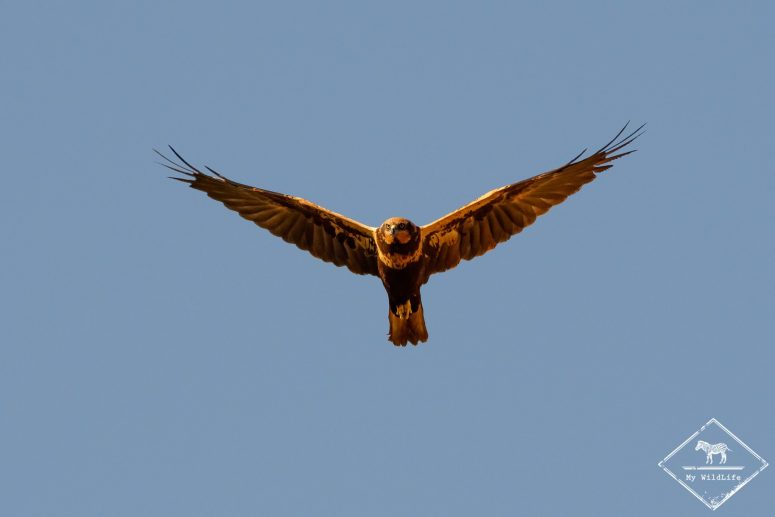 Busard des roseaux, Catalogne