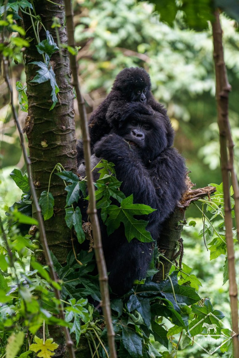 Gorille des montagnes, parc national Mgahinga