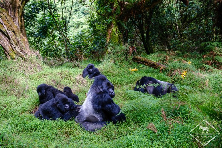 Epouillage entre Gorille des montagnes, parc national Mgahinga
