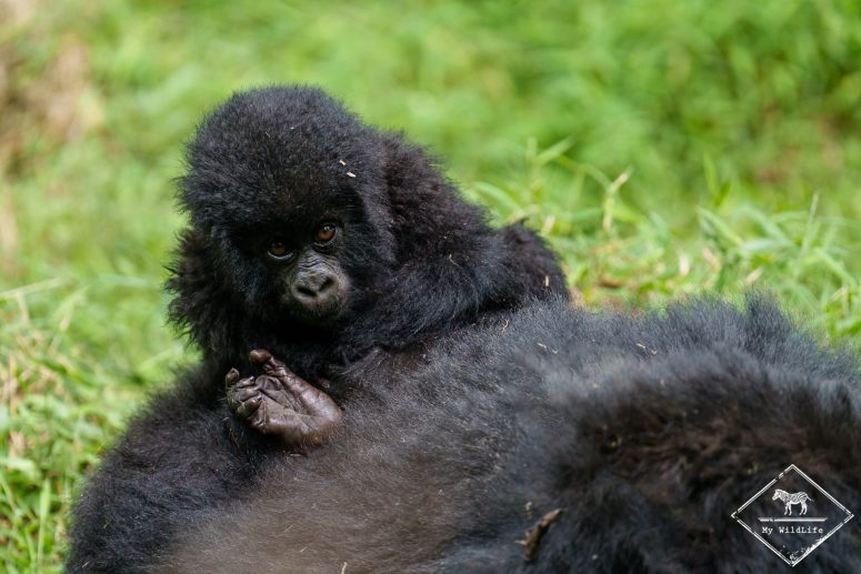 Bébé Gorille des montagnes, parc national Mgahinga