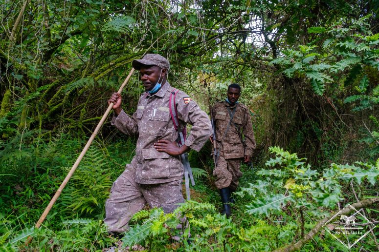 Gorilla tracking, parc national Mgahinga