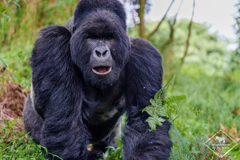 Dos argenté Gorille des montagnes, parc national Mgahinga