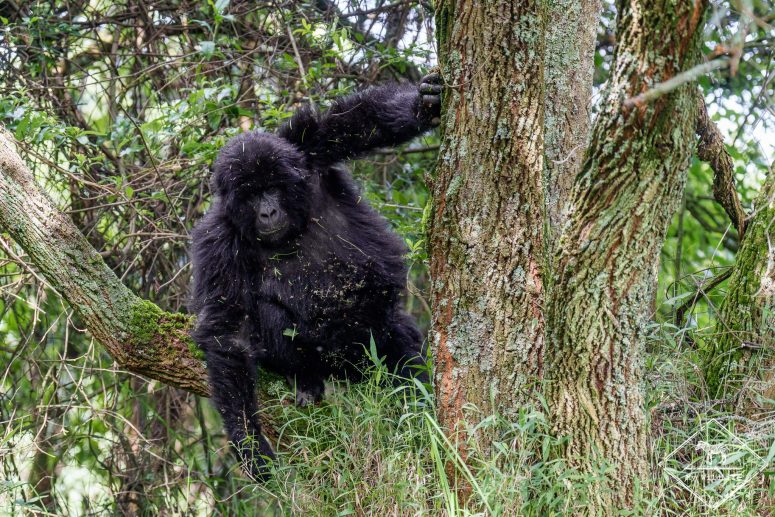 Dos noir Gorille des montagnes, parc national Mgahinga