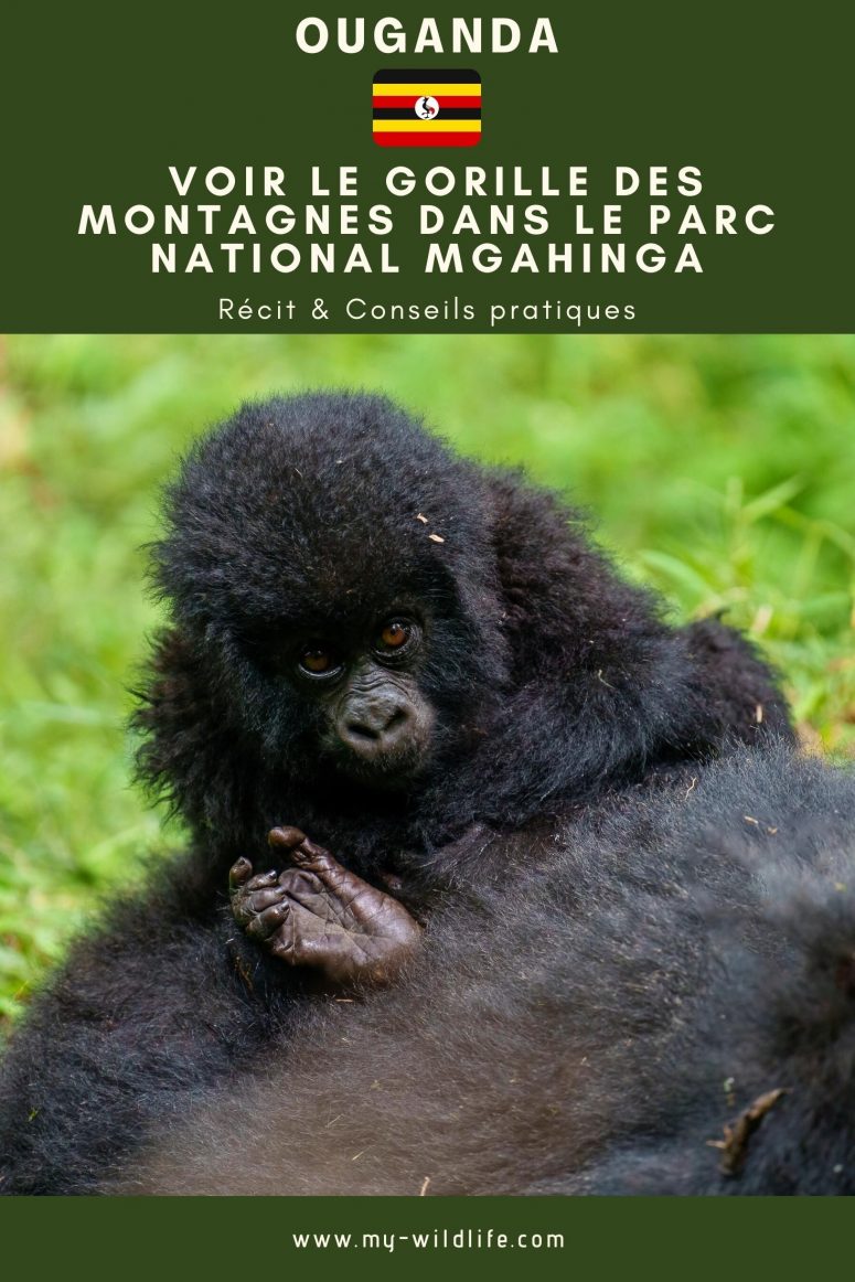 Voir le gorille des montagnes dans le parc national Mgahinga