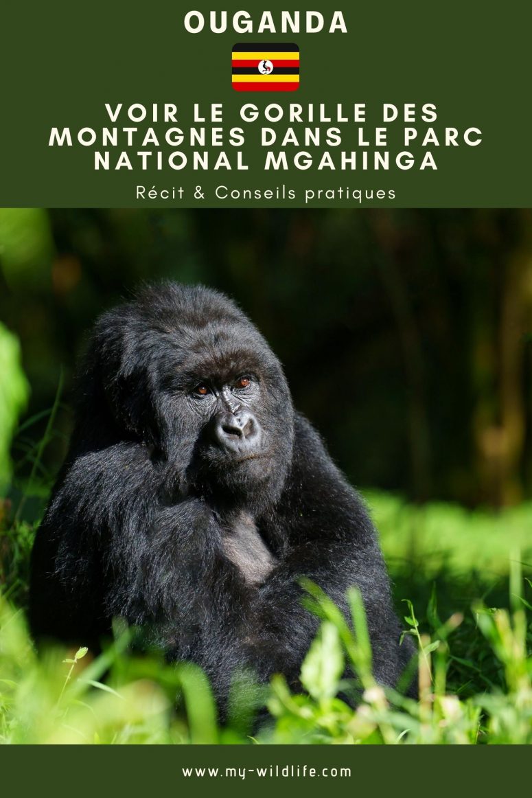 Voir le gorille des montagnes dans le parc national Mgahinga