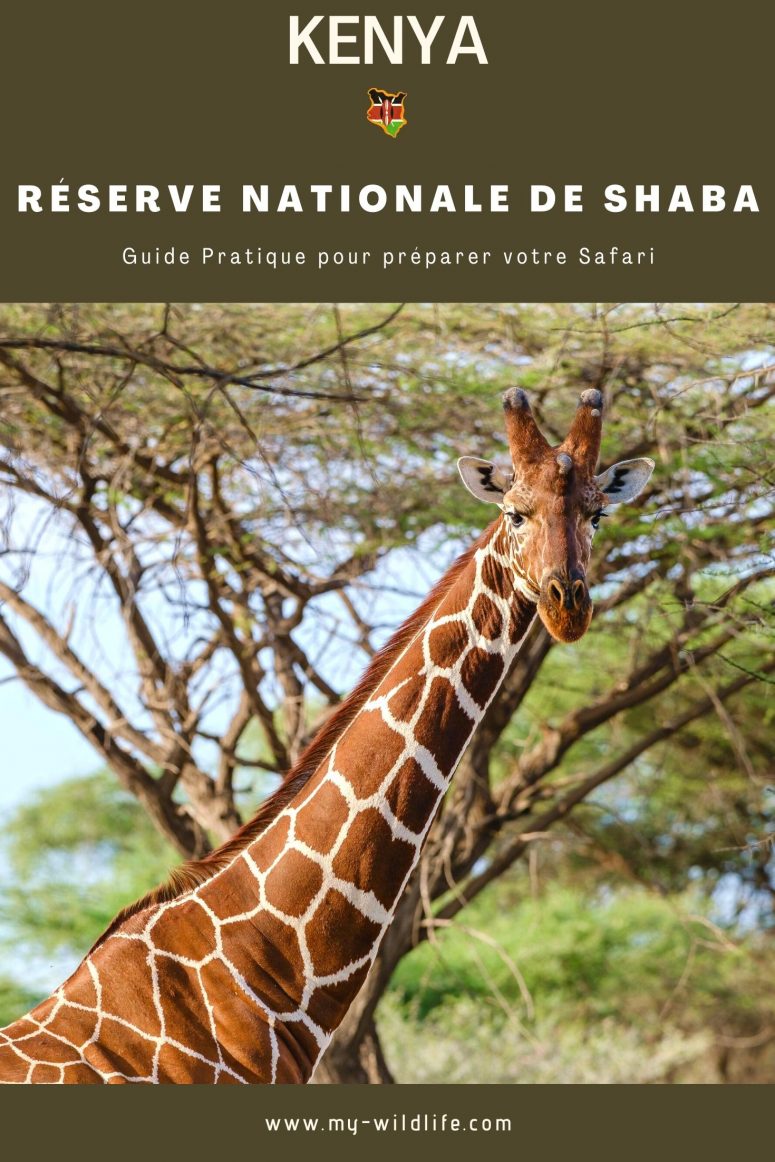 Quels animaux voir à la Réserve nationale de Shaba ?