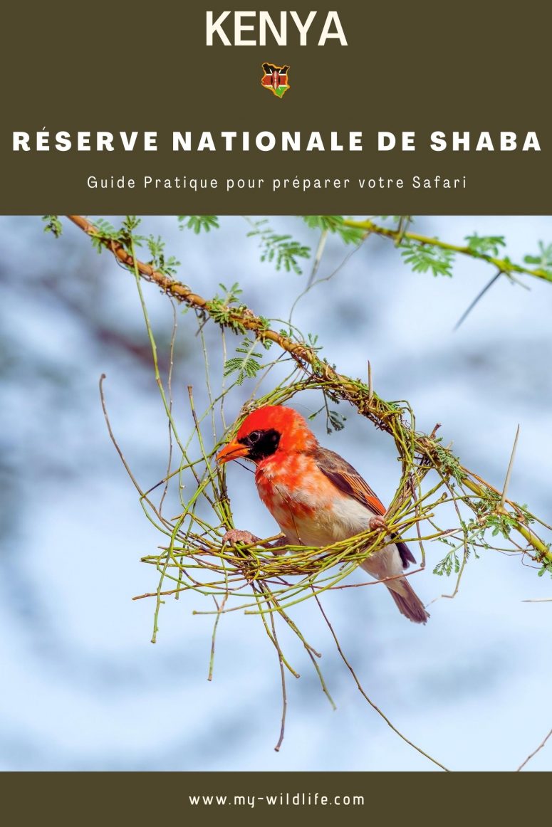 Quels oiseaux voir à la Réserve nationale de Shaba ?