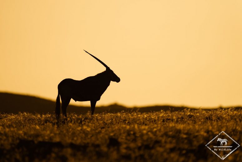 Oryx au crépuscule, Palmwag