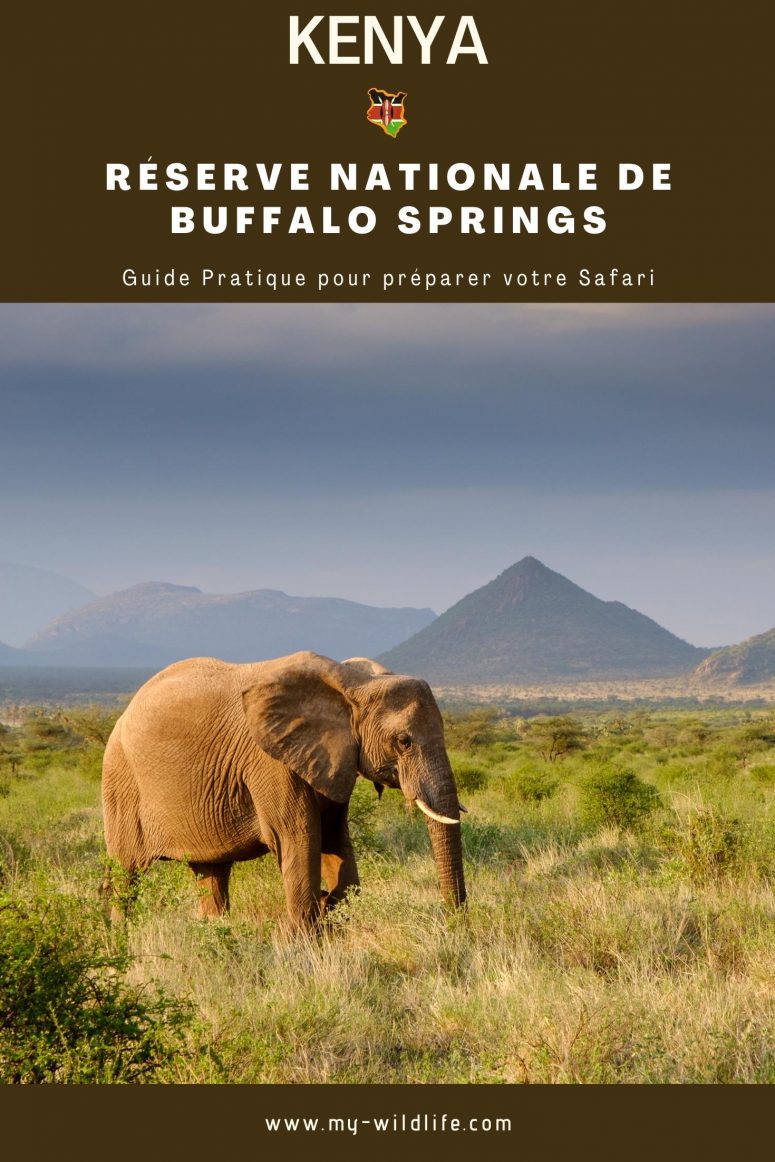 Guide de safari de la réserve nationale de Buffalo Springs