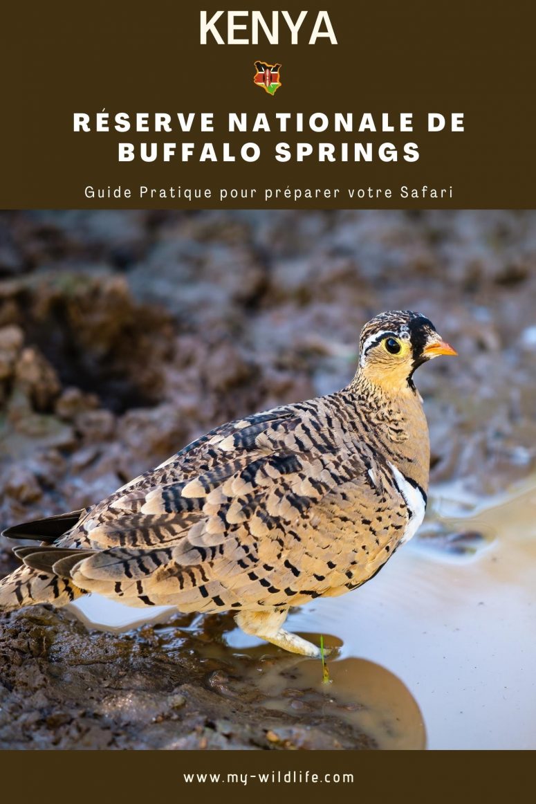 Guide de safari de la réserve nationale de Buffalo Springs