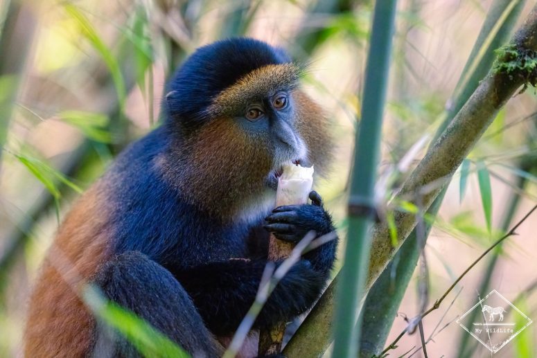 A la rencontre du singe doré, parc national Mgahinga