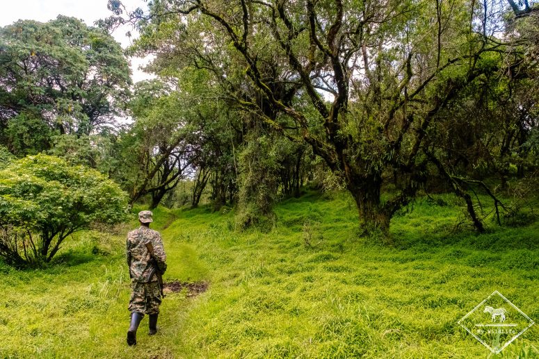 Tracking du singe doré, parc national Mgahinga