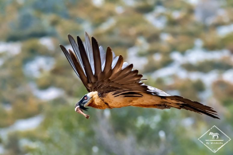 Gypaète barbu (Gypaetus barbatus), réserve nationale de chasse de Boumort, Terres de Lleida, Catalogne, Espagne.