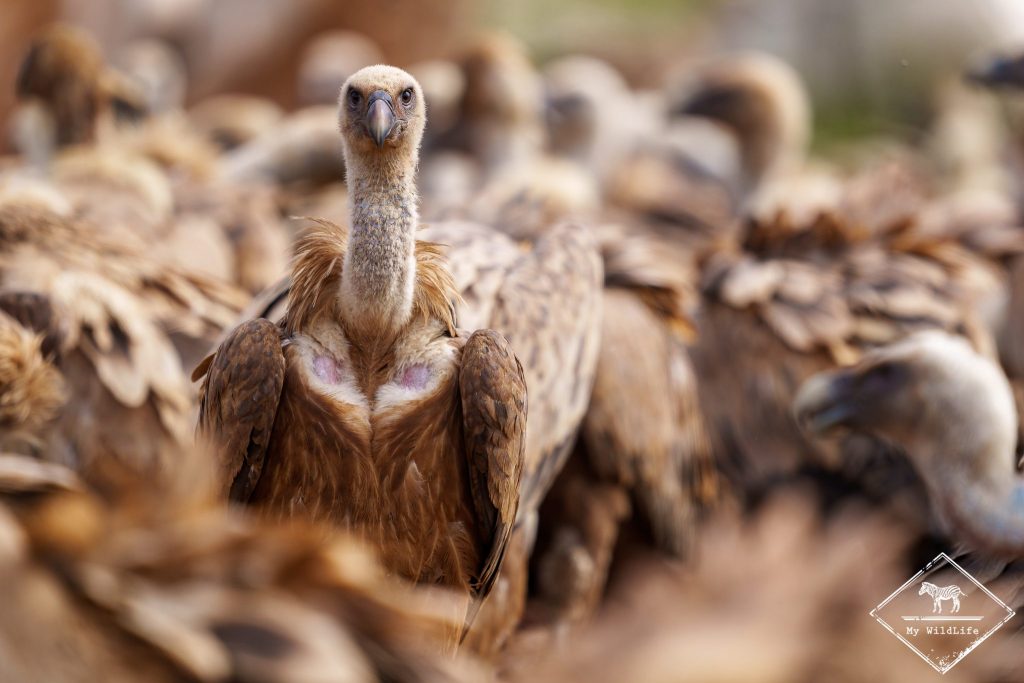 Vautours fauves (Gyps fulvus) lors de la curée, Réserve de chasse de Boumort, Catalogne, Espagne.