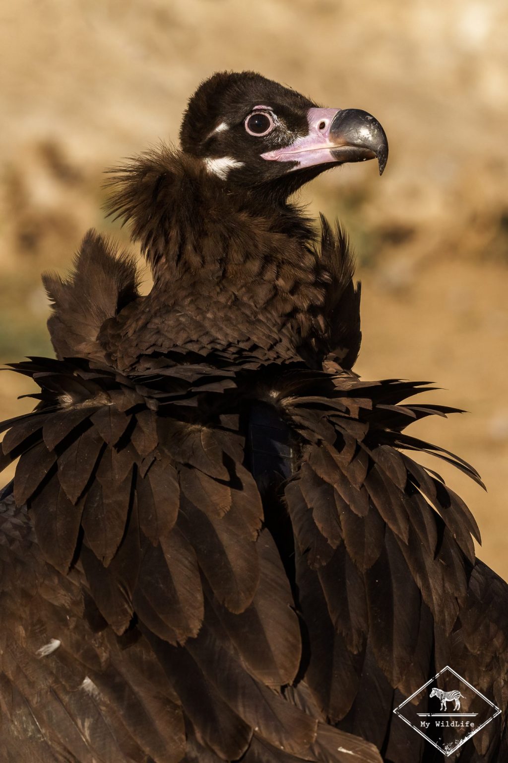 Vautour moine juvénile, serra de Collegats
