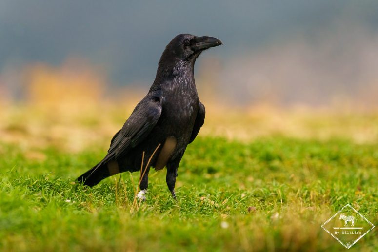 Grand corbeau, serra de Odèn