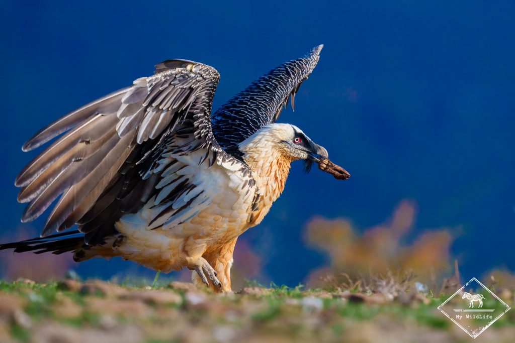 Gypaète barbu, Catalogne
