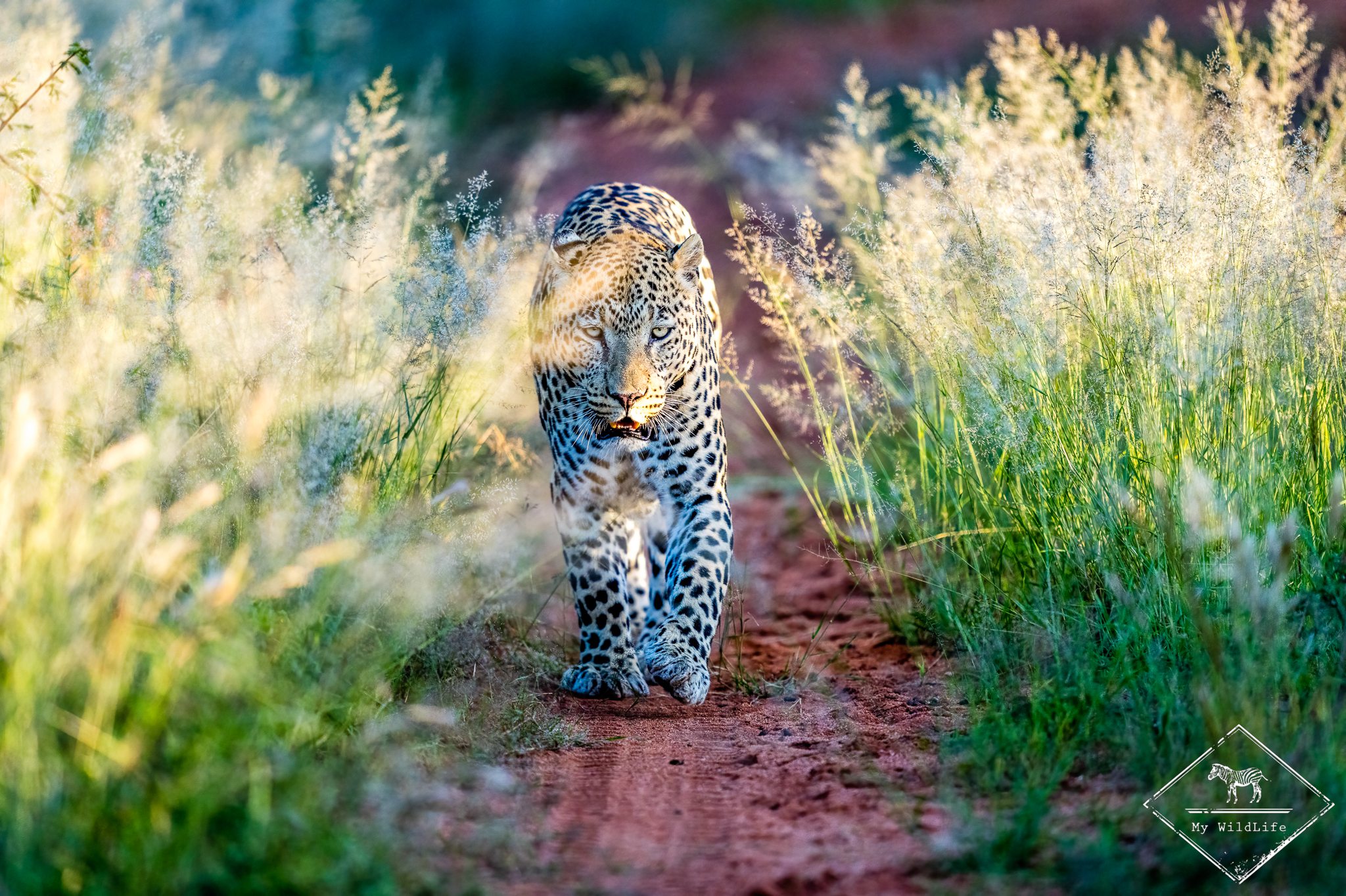 Safari dans la réserve d'Okonjima