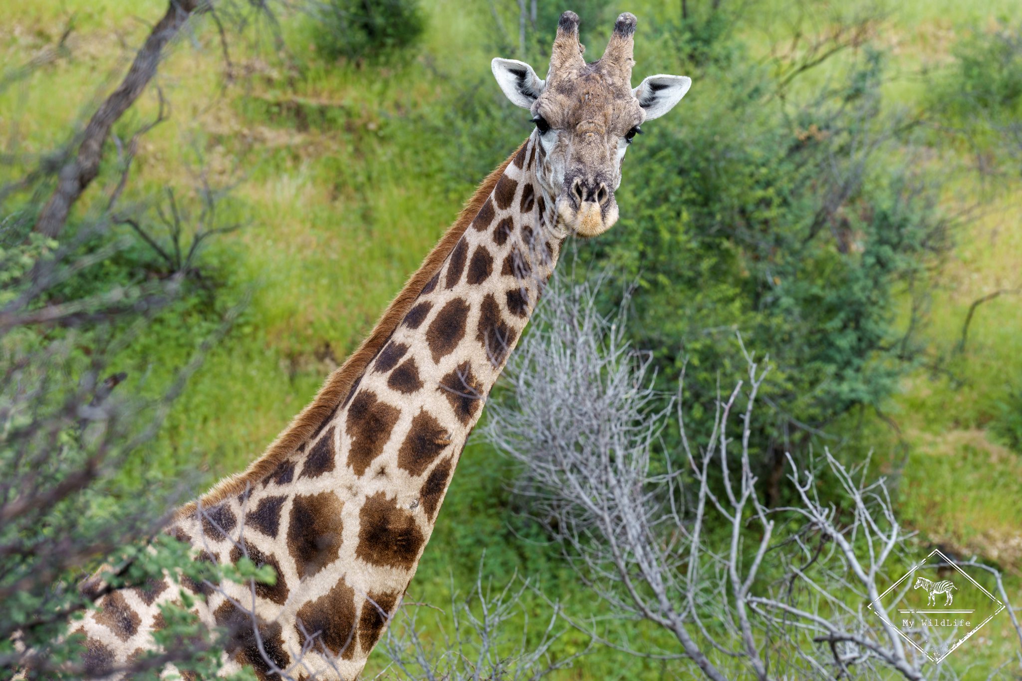 Girafe, Daan Viljoen Game Park