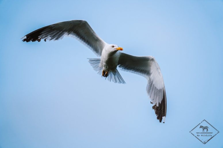 Goéland leucophée, Parc naturel Aiguamolls de l’Empordà